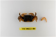 藏品(圓額新脹蟹)的圖片